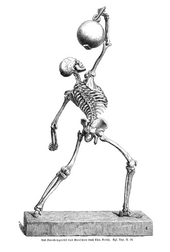 drawing of skeleton